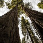 Tove Lo Went Full Chaos on 'ESTRUS' and It Might Be Her Best Album Yet - File:Sequoia Tree Groove at Sequoia National Park.jpg