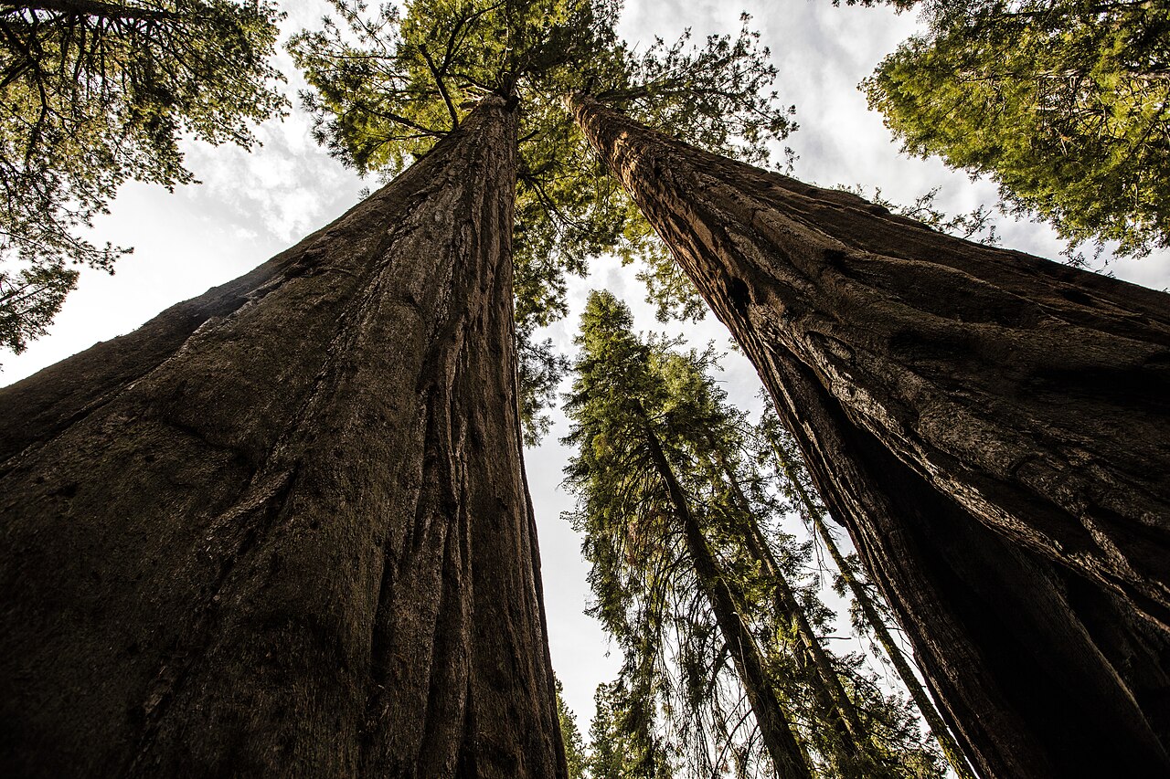 Tove Lo Went Full Chaos on 'ESTRUS' and It Might Be Her Best Album Yet - File:Sequoia Tree Groove at Sequoia National Park.jpg